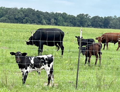 Camping with the Cows Program at Paynes Prarie Preserve State Park