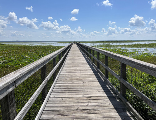 Volunteering at Paynes Prarie Preserve State Park Florida